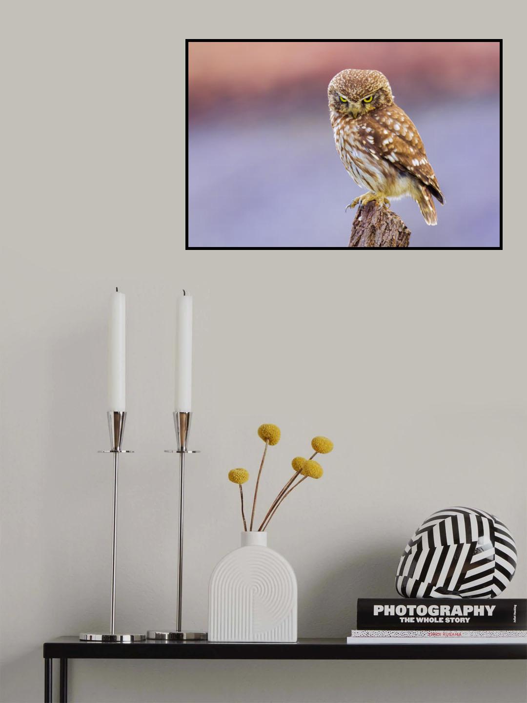 Angry little owl Poster och Canvastavla