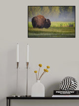 Bison in Morning Light Poster och Canvastavla