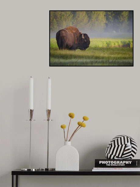 Bison in Morning Light Poster och Canvastavla
