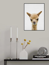 Peekaboo Baby Llama Poster och Canvastavla