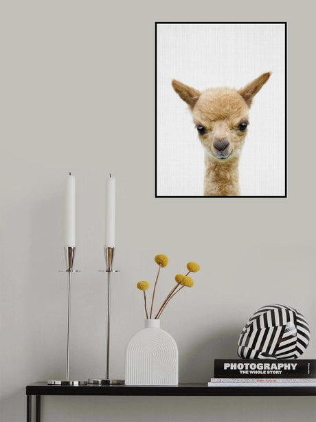 Peekaboo Baby Llama Poster och Canvastavla