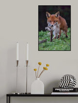 Rabbit for lunch Poster och Canvastavla