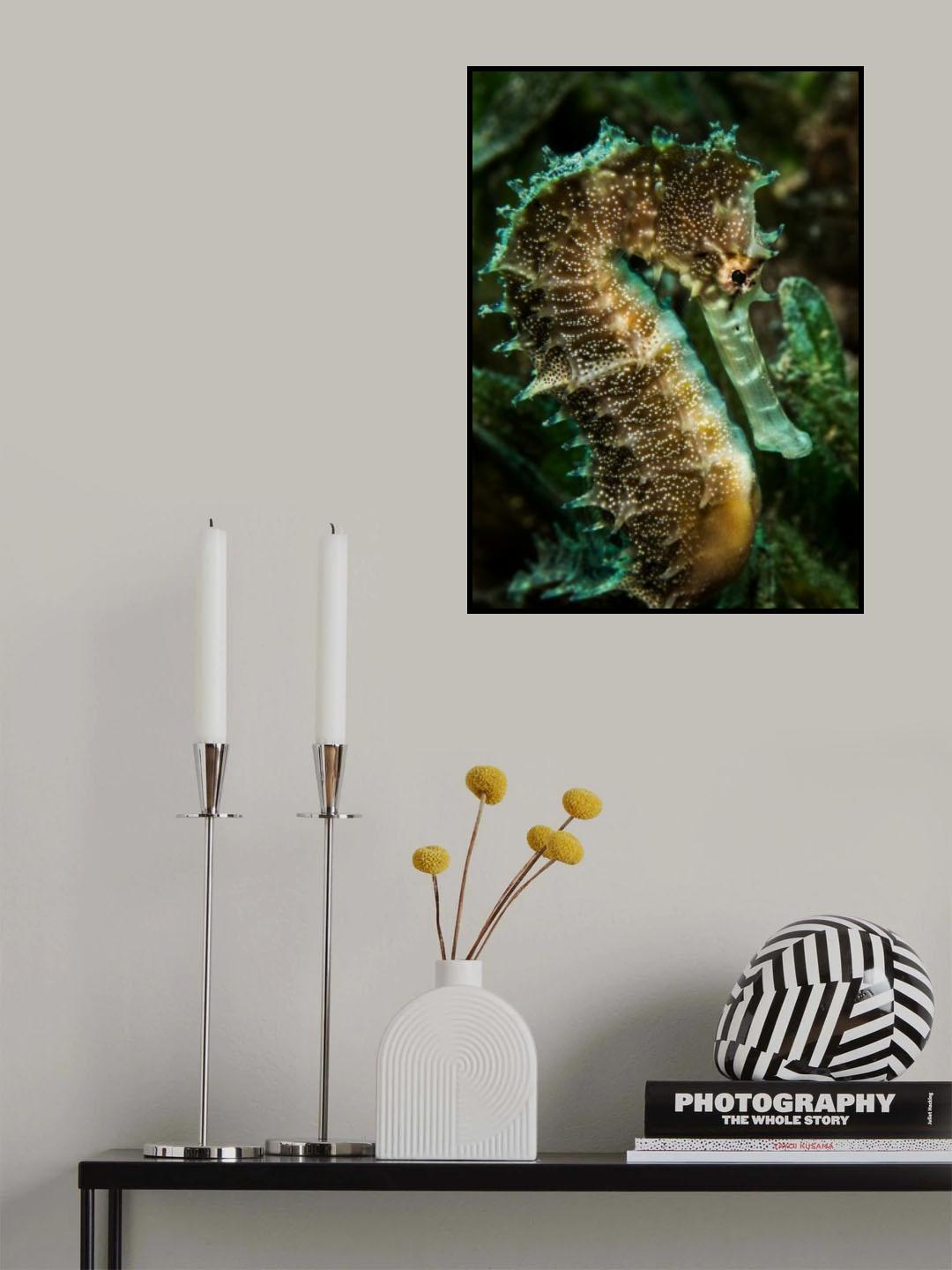 Spiny seahorse Poster och Canvastavla