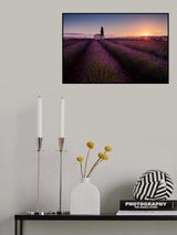 Provence Lavender Poster och Canvastavla