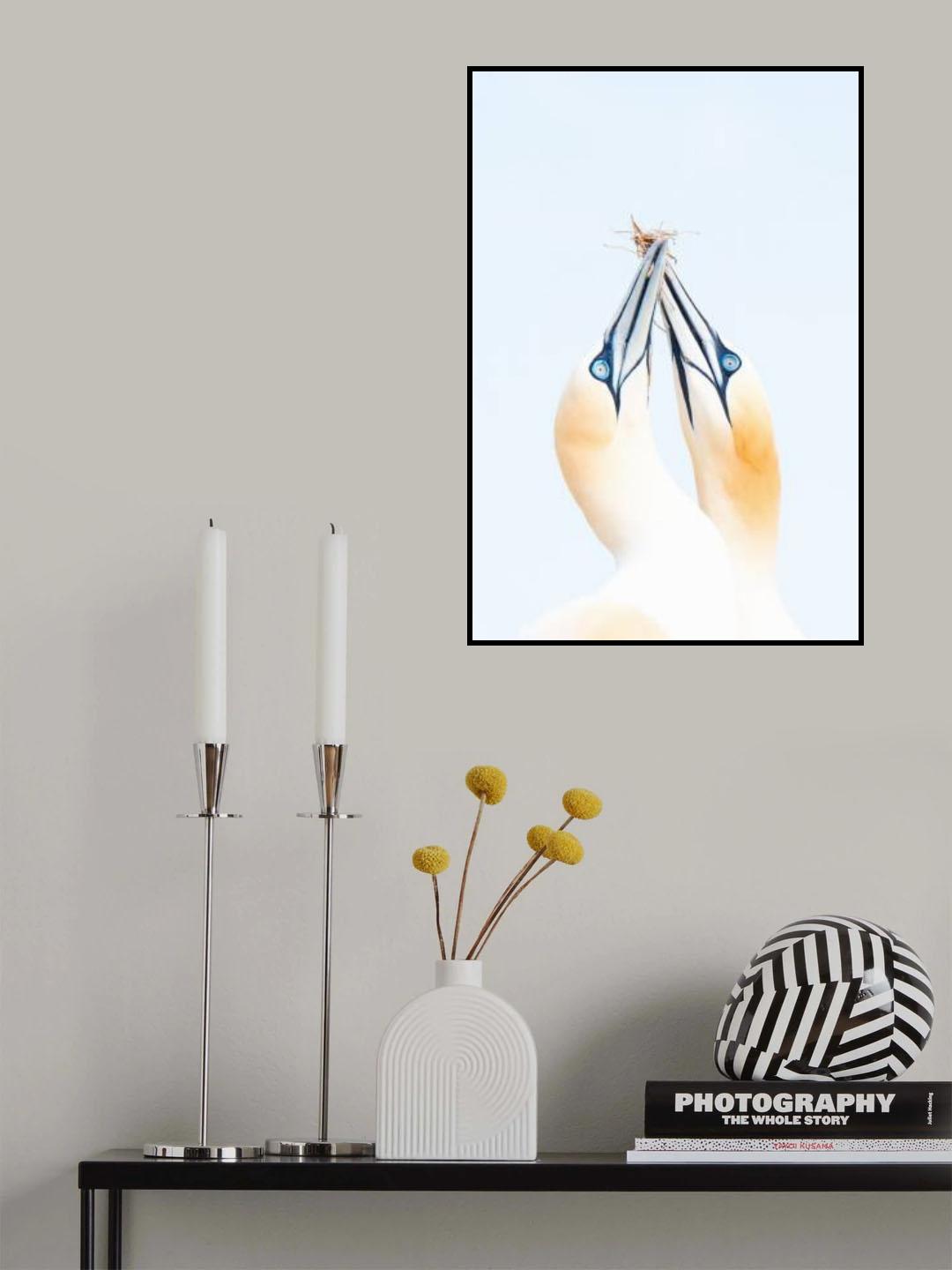 Gannets in love Poster och Canvastavla
