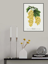 White Grape Lithograph Poster och Canvastavla