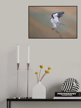Black-winged Kite Poster och Canvastavla
