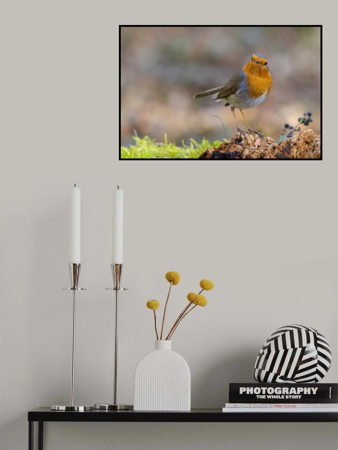 Angry Robin Poster och Canvastavla