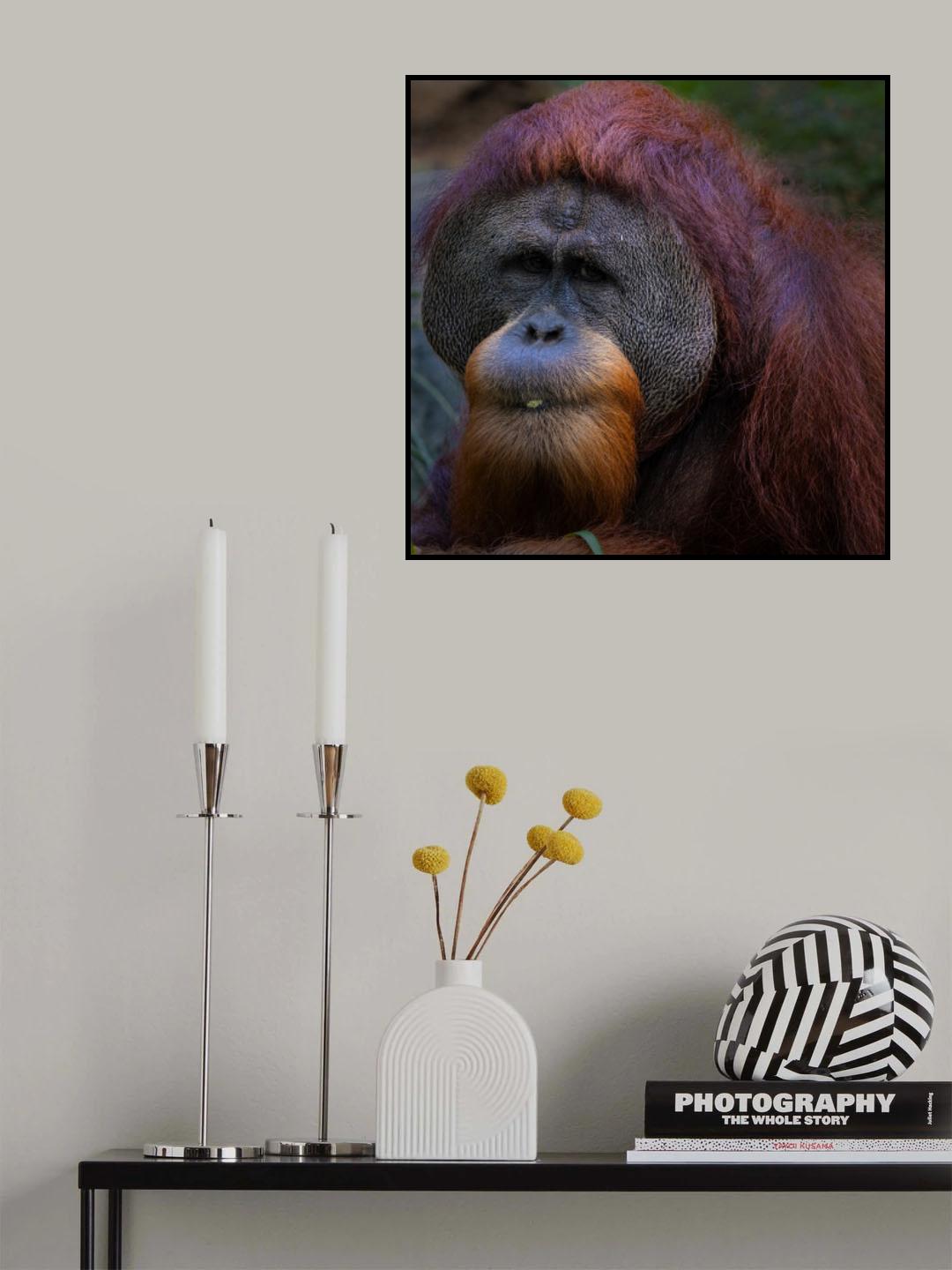 Orangutan 3 Poster och Canvastavla