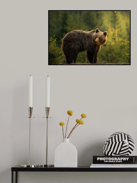 Backlit bear Poster och Canvastavla