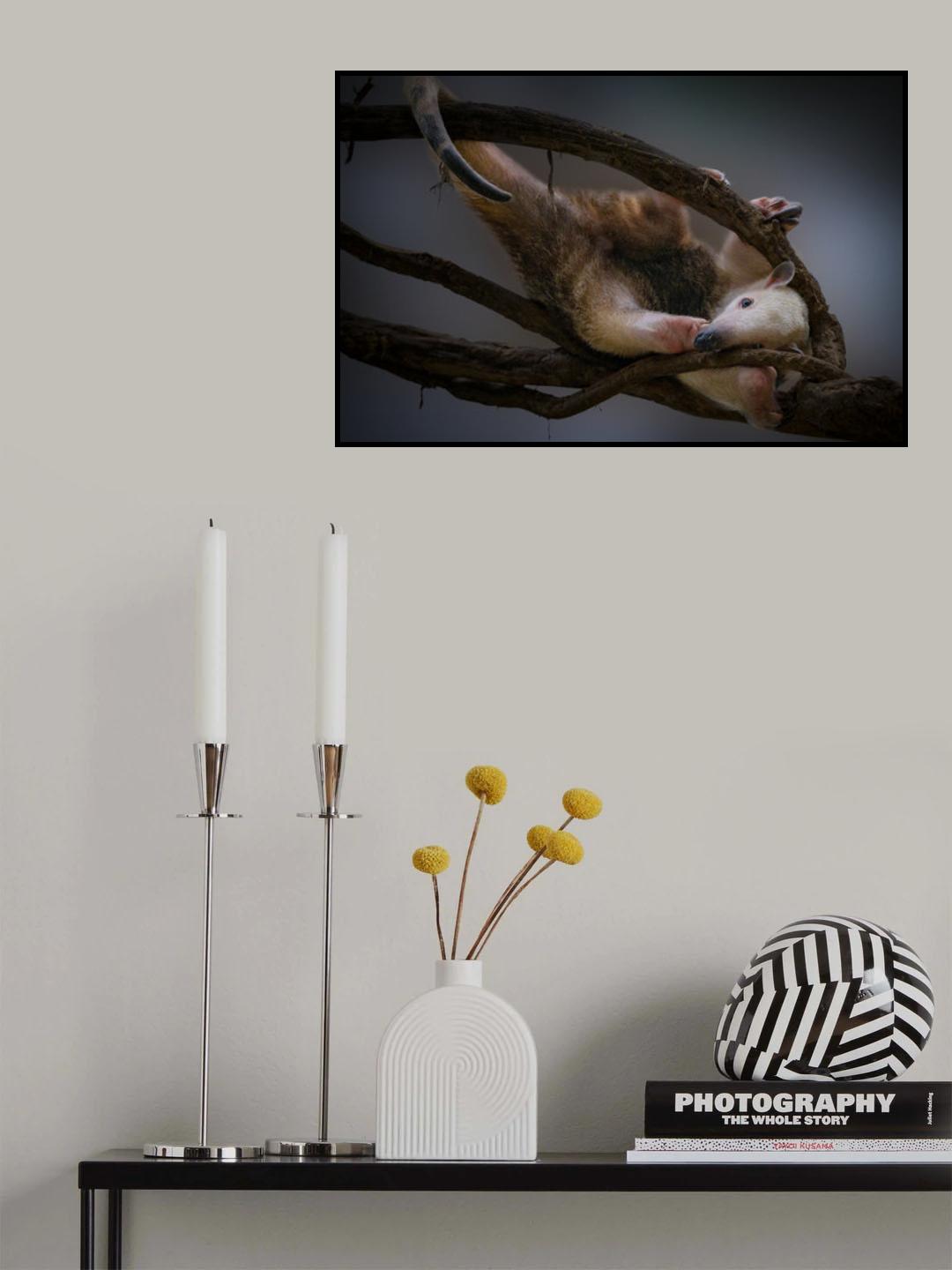 Tamandua Poster och Canvastavla