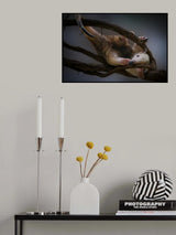 Tamandua Poster och Canvastavla