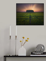 Sunset on barley farmland Poster och Canvastavla