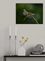 shining wings and bokeh Poster och Canvastavla