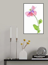 Poppy Poster och Canvastavla