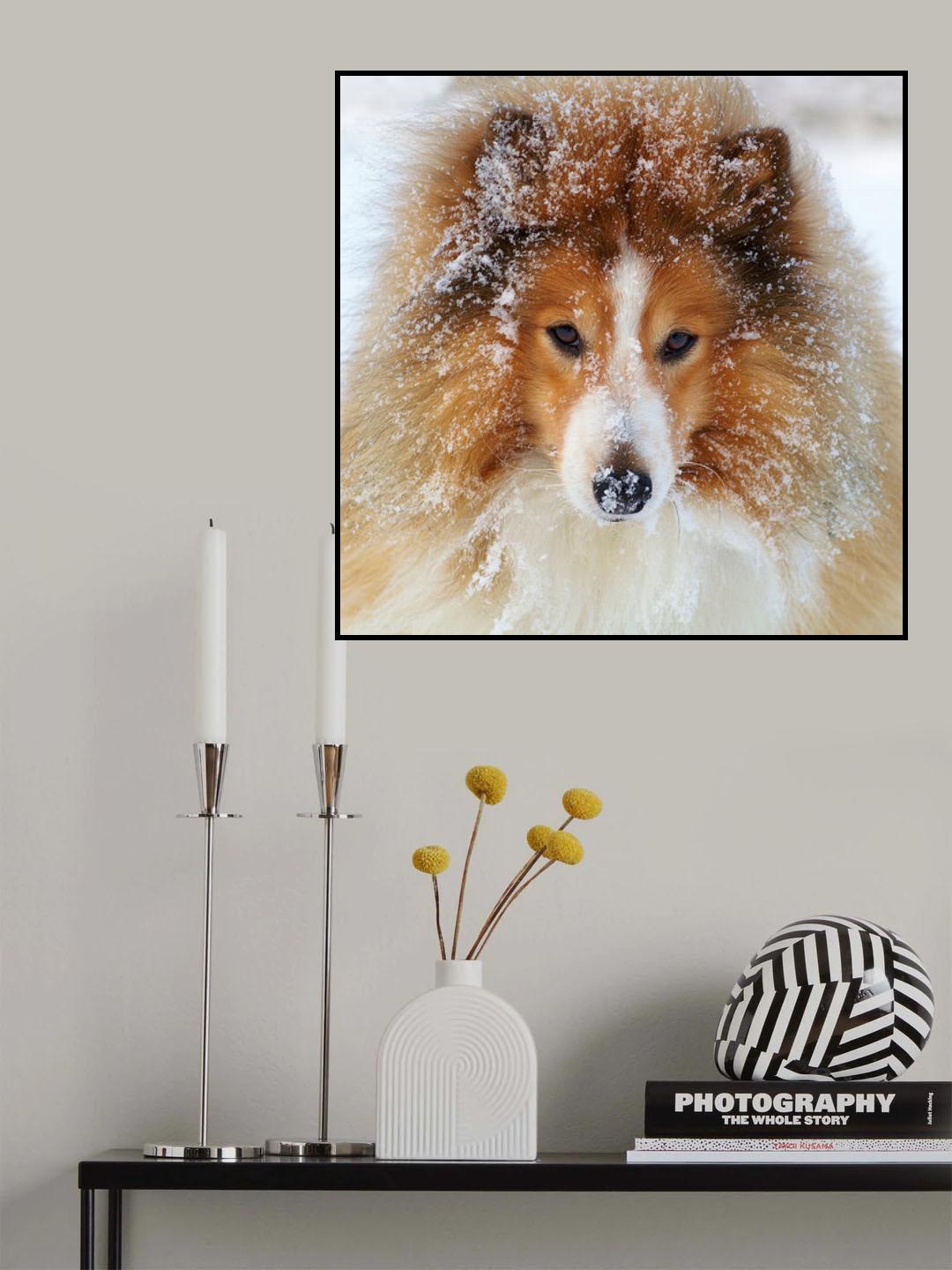 Sheltie dog Poster och Canvastavla