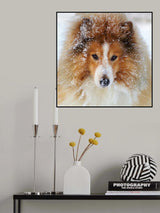Sheltie dog Poster och Canvastavla