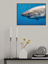 White shark portrait Poster och Canvastavla