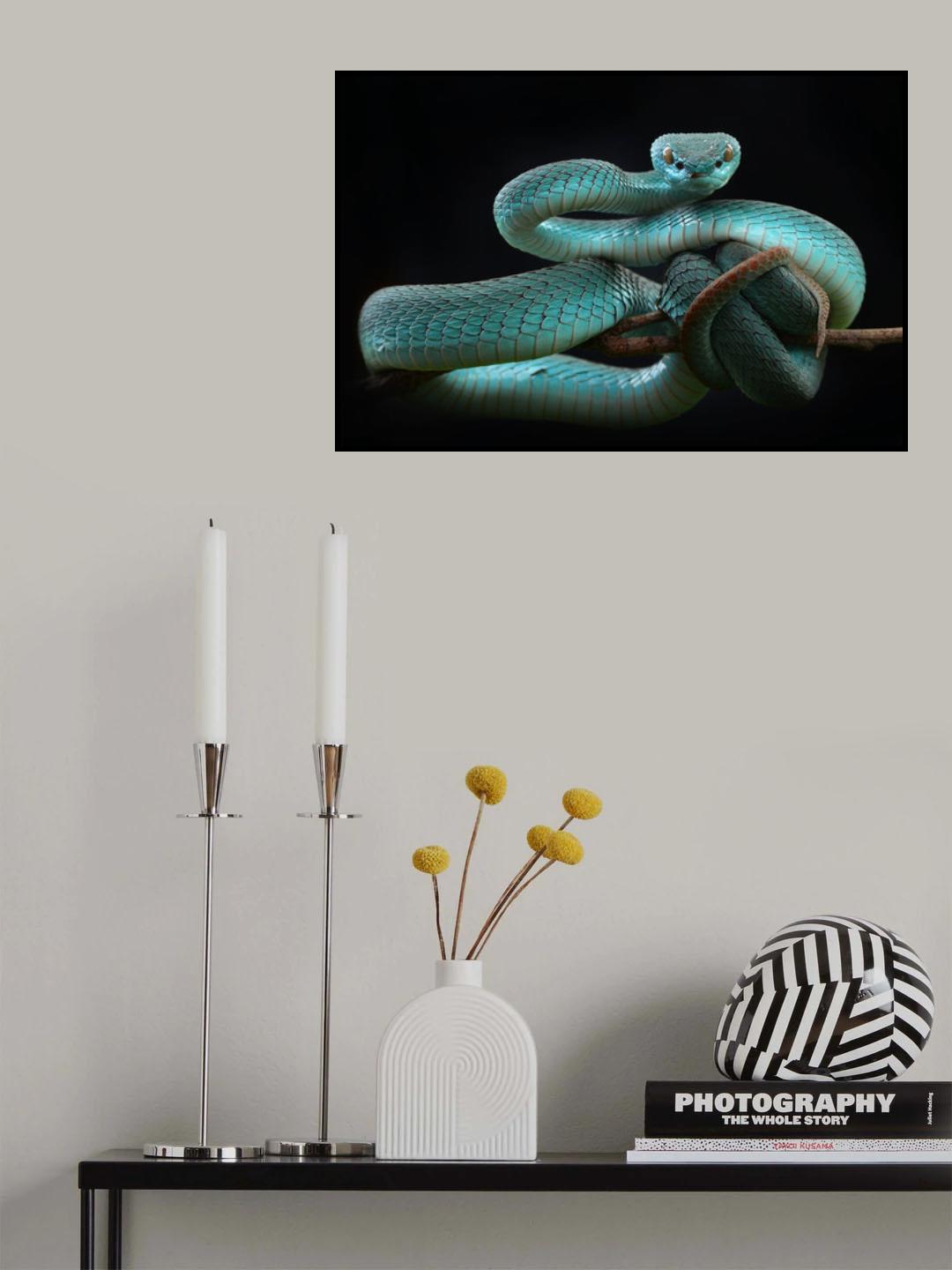 trimeresurus insularis [Blue] Poster och Canvastavla