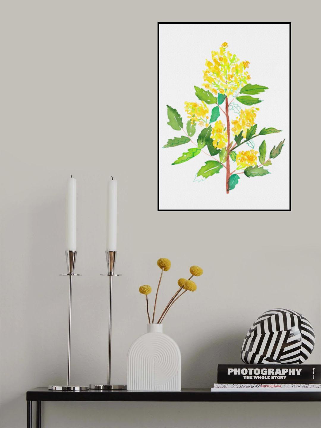 Oregon grape or Mahonia aquifolium botanical painting Poster och Canvastavla