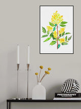Oregon grape or Mahonia aquifolium botanical painting Poster och Canvastavla