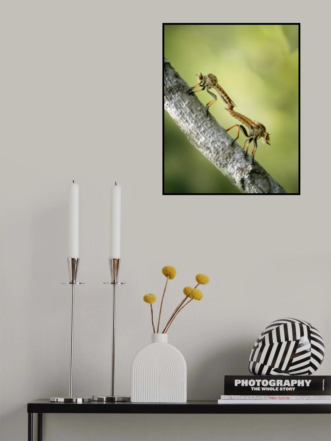 Mating Robberfly Poster och Canvastavla