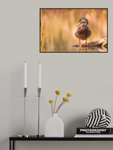 Mallard Poster och Canvastavla