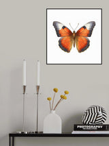 Butterfly 32 Poster och Canvastavla