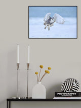 Snowy Owl Poster och Canvastavla