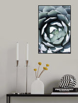 Blue Agave Top Poster och Canvastavla
