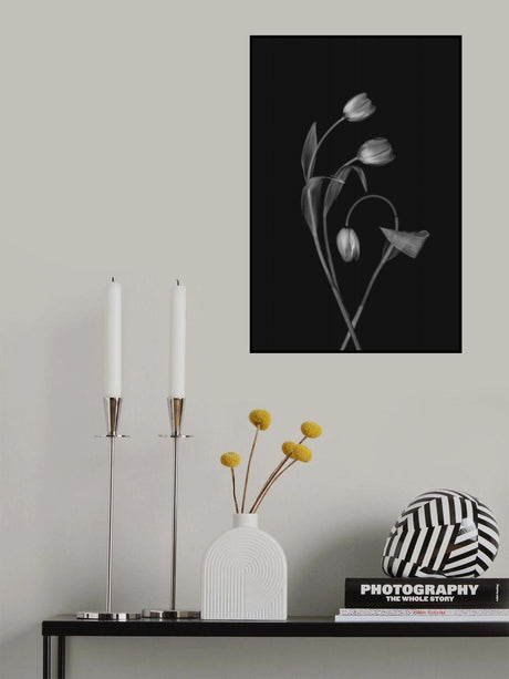 Bending Tulips Poster och Canvastavla