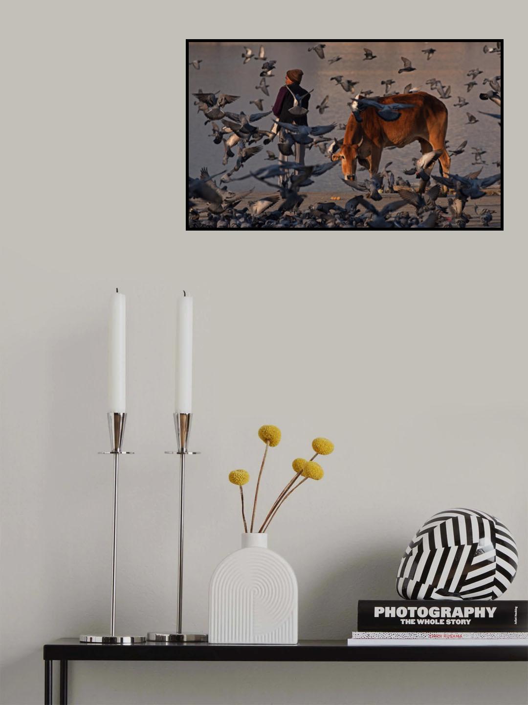 The pilgrim and a curious cow Poster och Canvastavla