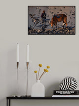 The pilgrim and a curious cow Poster och Canvastavla