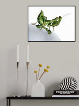 Reflection Poster och Canvastavla