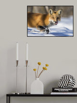 Fox Hunting in winter Poster och Canvastavla