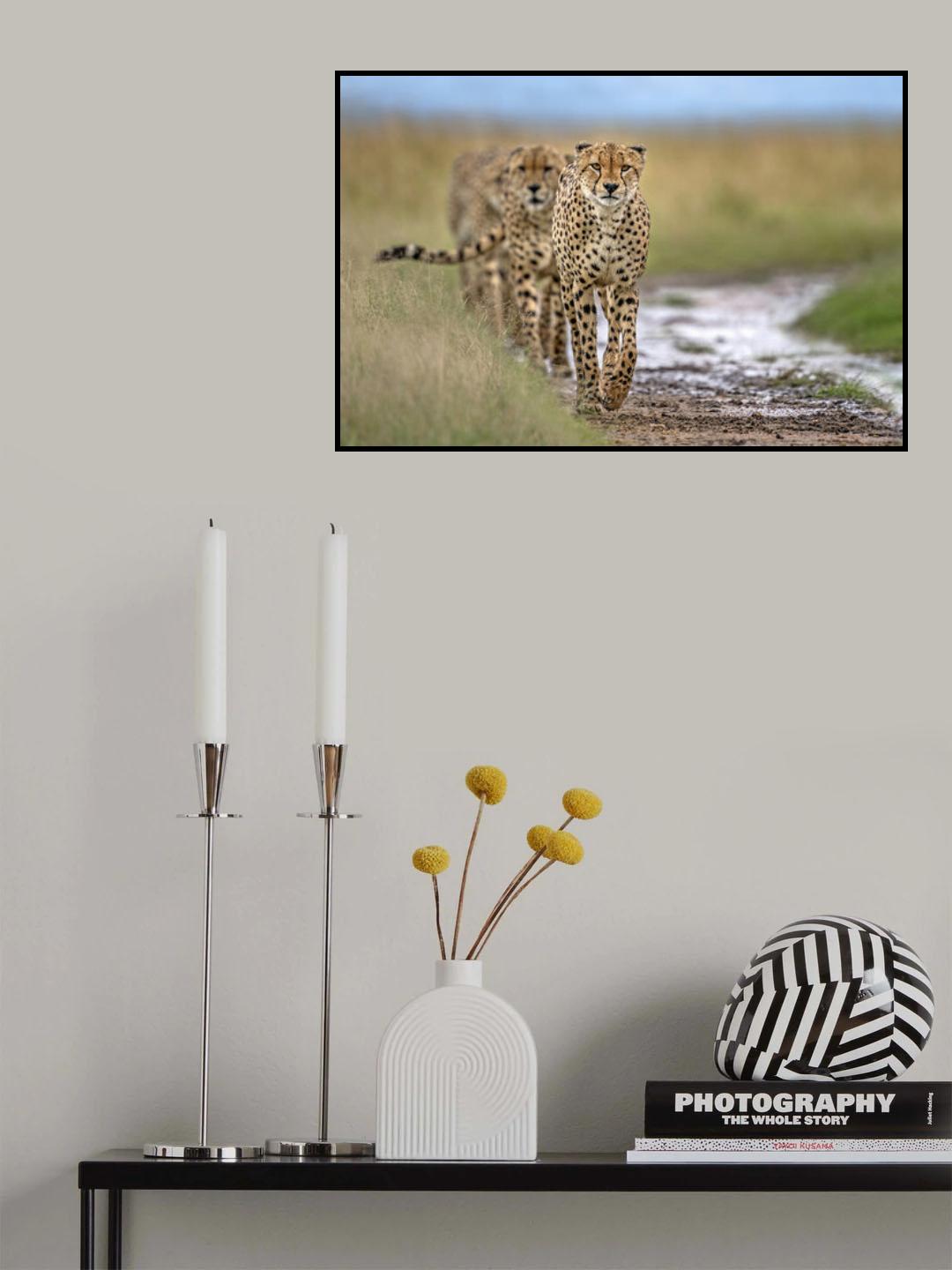 Five cheetahs coalition Poster och Canvastavla