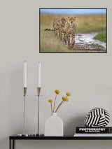 Five cheetahs coalition Poster och Canvastavla