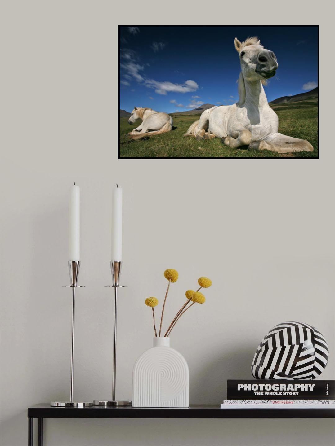 Sunny Poster och Canvastavla
