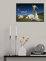 Sunny Poster och Canvastavla