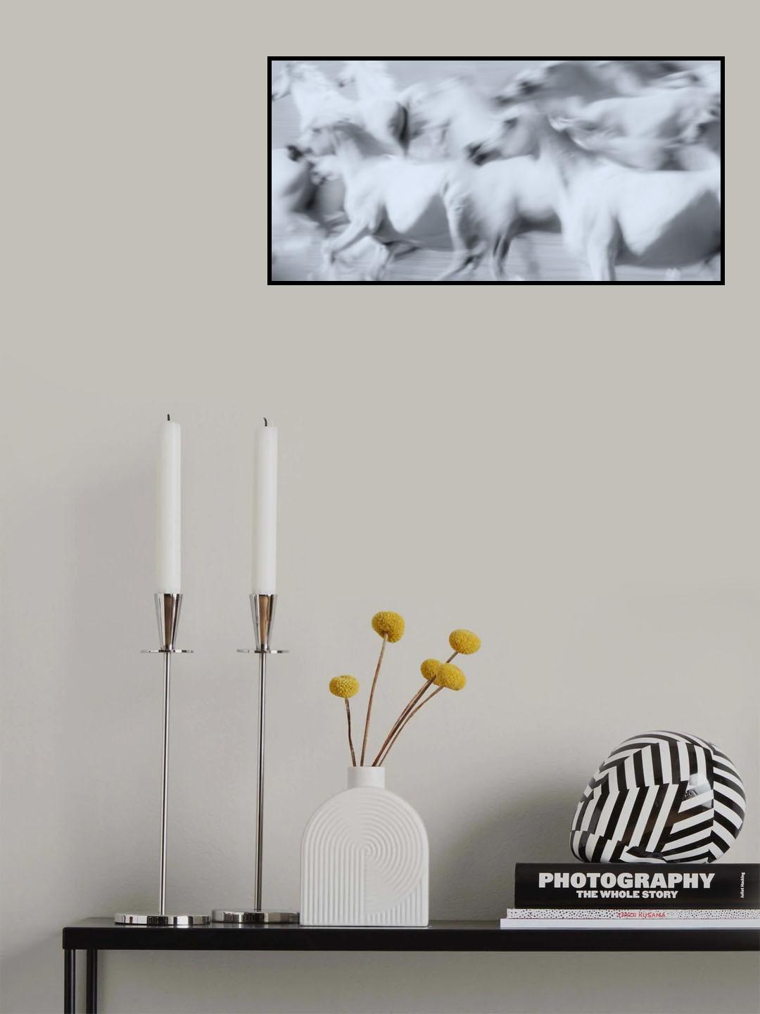 Herd of White Arabian Mares Poster och Canvastavla