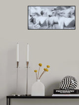 Herd of White Arabian Mares Poster och Canvastavla