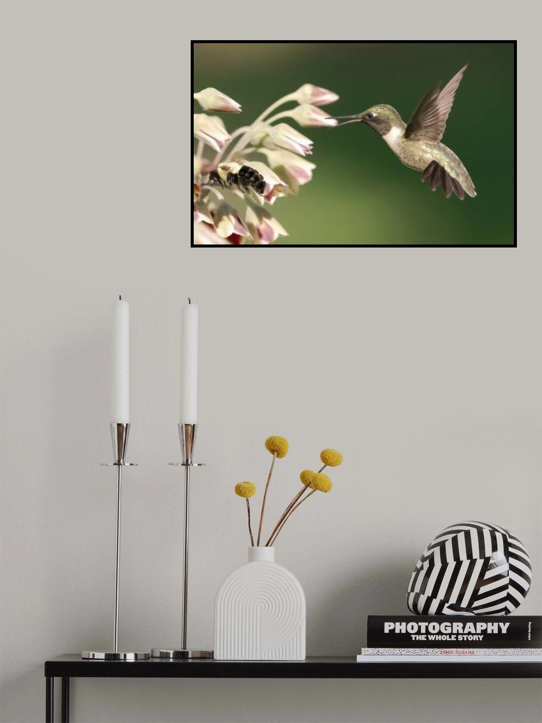 hummingbird in action Poster och Canvastavla
