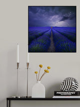 Wetter im Lavendelfeld Poster och Canvastavla