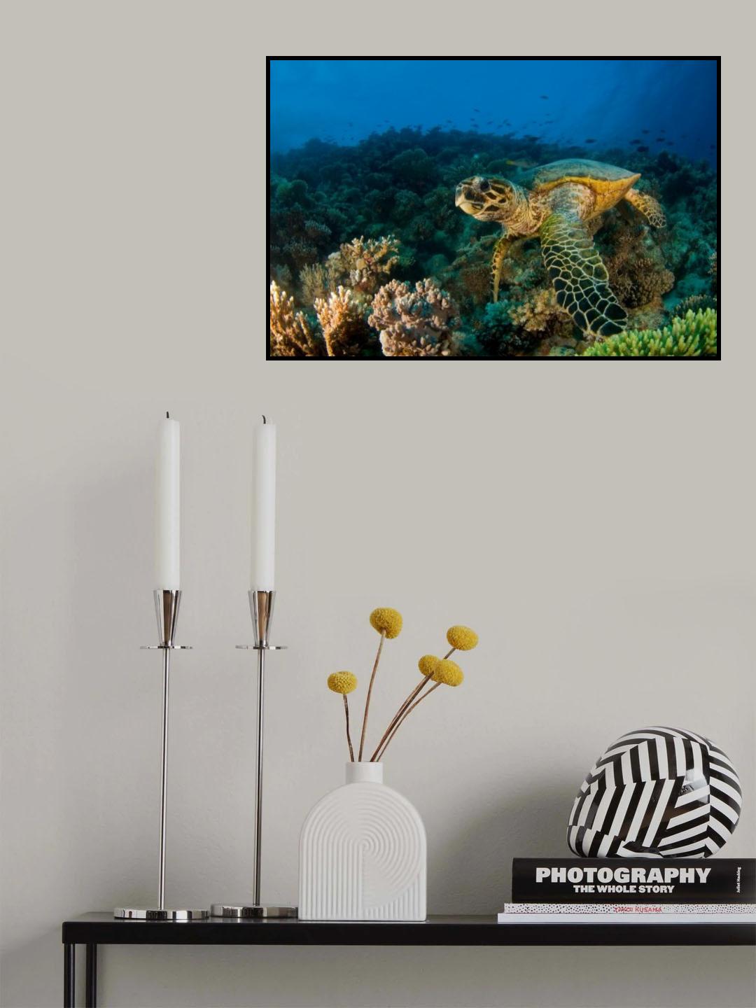 Hawksbill Turtle Poster och Canvastavla