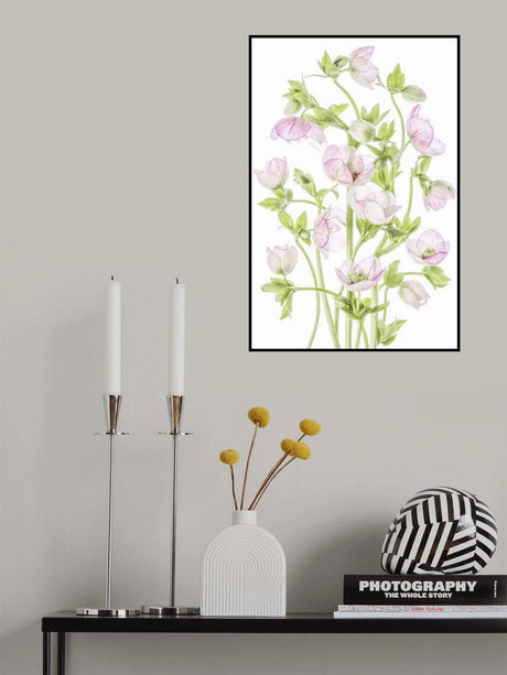 Hellebore Poster och Canvastavla