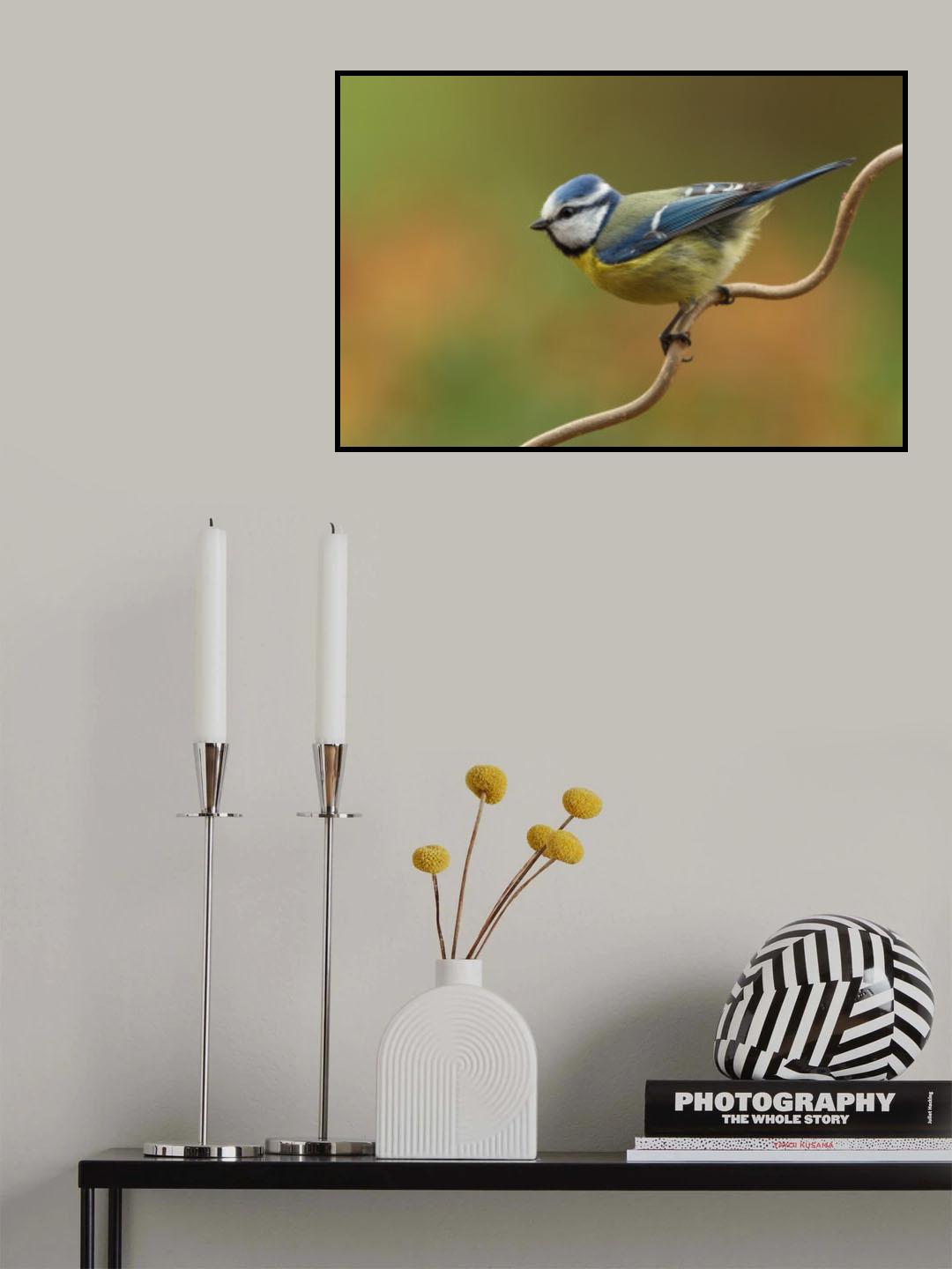 Little blue tit in spring Poster och Canvastavla