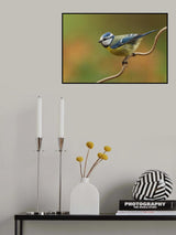 Little blue tit in spring Poster och Canvastavla