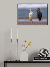 Poster och Canvastavla