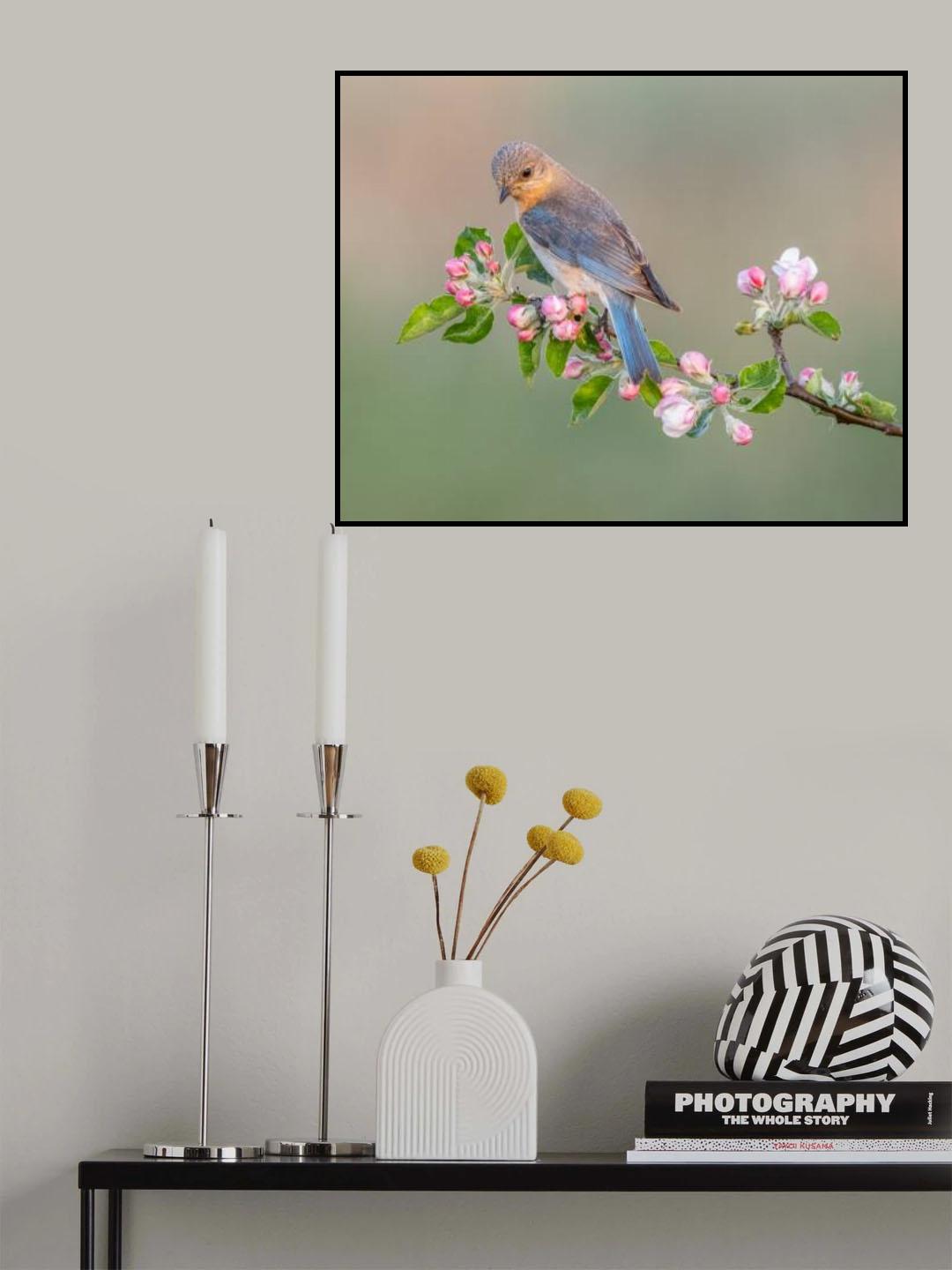 Eastern Bluebird Poster och Canvastavla