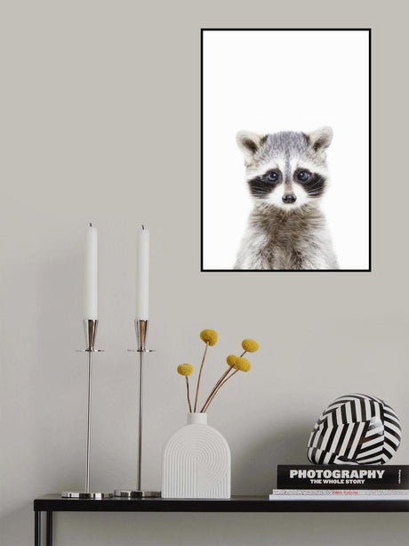 Baby Racoon Poster och Canvastavla